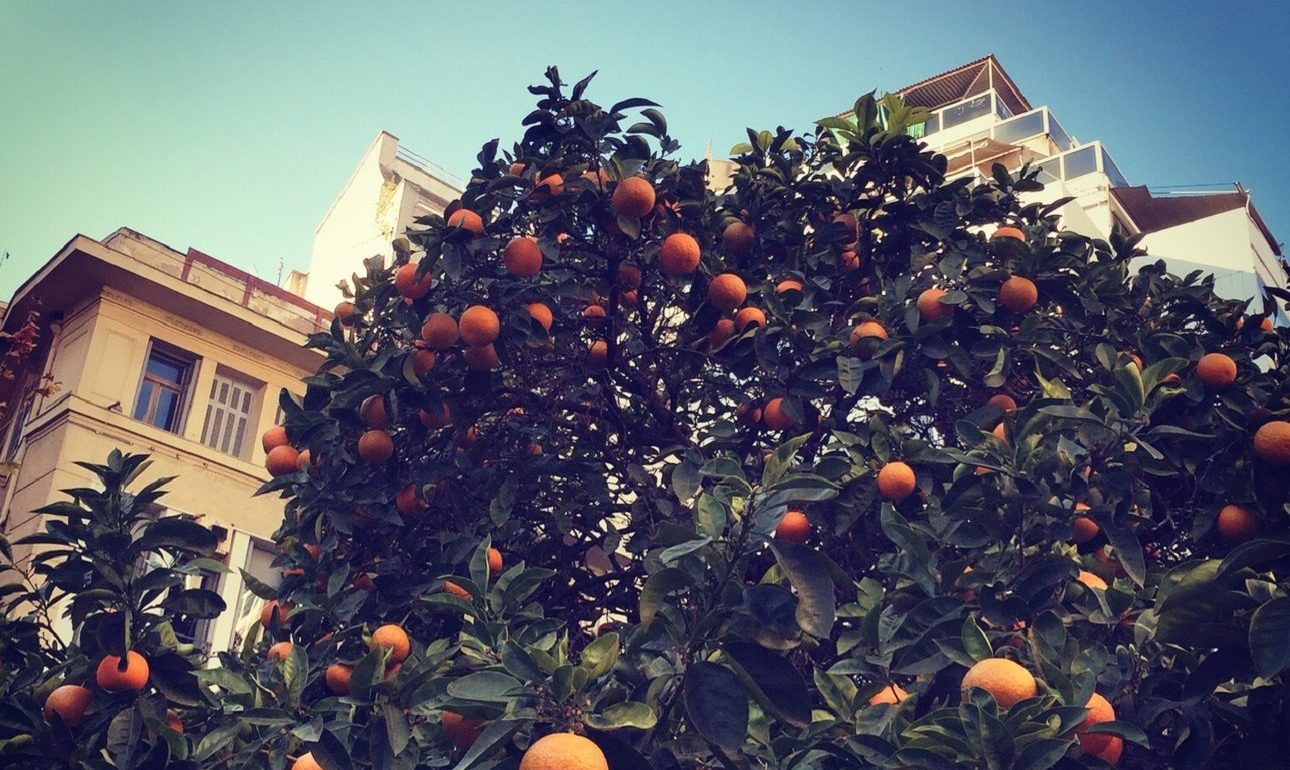 Οι νεραντζιές της Αθήνας