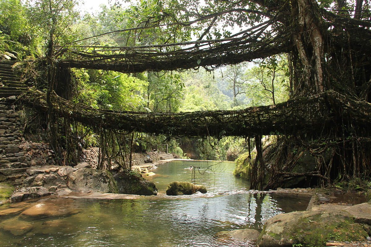1200px-Living_root_bridges,_Nongriat_village,_Meghalaya2
