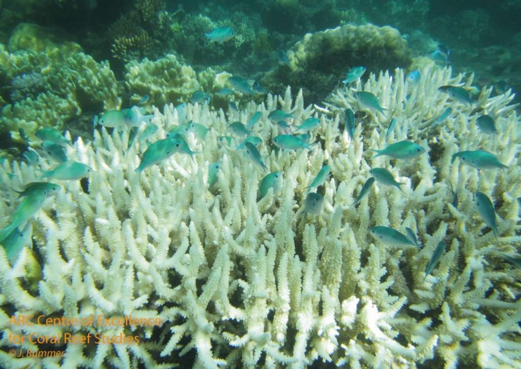 Bleached-staghorn-coral-Rummer