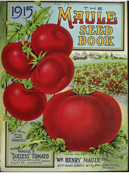 botanical_tomatoes_1915