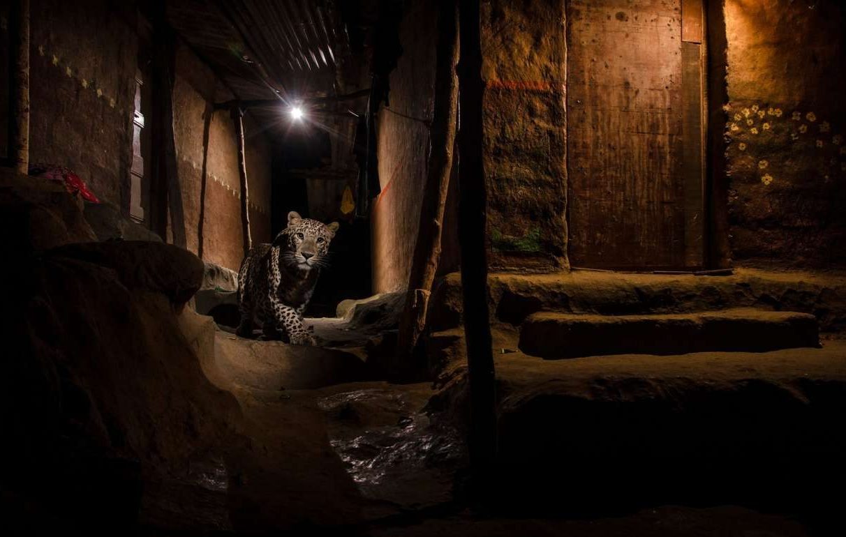 Προς την έκτη μαζική εξαφάνιση ειδών