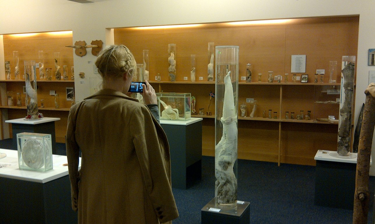 Μουσείο φαλλών; Και όμως υπάρχει στην Ισλανδία