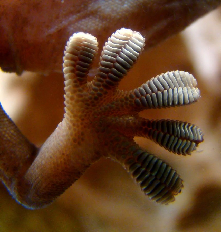 861px-Gecko_foot_on_glass