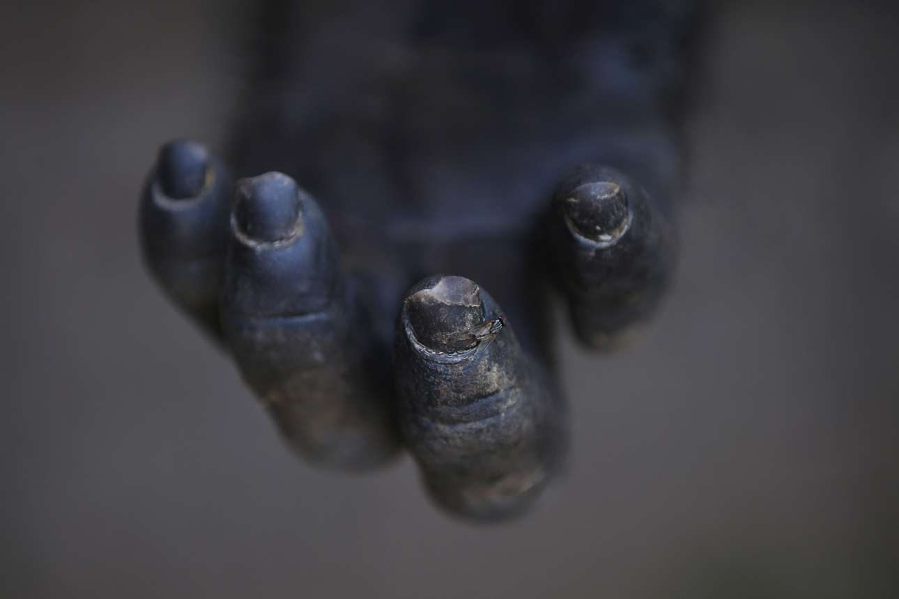 Μια πολύ κοντινή φωτογραφία των χεριών ενός  χιμπατζή. Πόσο μοιάζουν με τα ανθρώπινα!