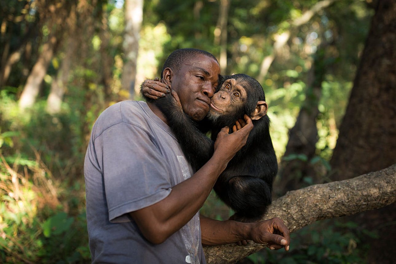 Οι περισσότεροι χιμπατζήδες έχουν διασωθεί όταν ήταν μωρά. Με τη συνεχή φροντίδα και περιποίηση από φύλακες και εθελοντές αρχίζουν να κερδίζουν την ανεξαρτησία τους και να μαθαίνουν να επιβιώνουν μόνοι στην φύση
