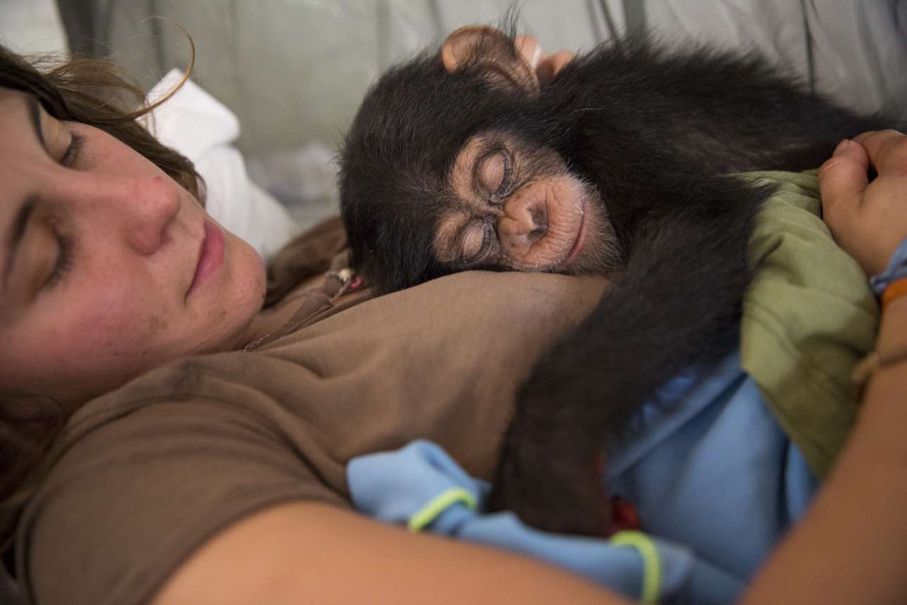 Σύμφωνα με την οργάνωση προστασίας πιθήκων «GRASP», για κάθε νεαρό χιμπατζή που διασώζεται, περίπου 10 μέλη της οικογένειας του έχουν πιθανότατα σκοτωθεί από λαθροκυνηγούς...