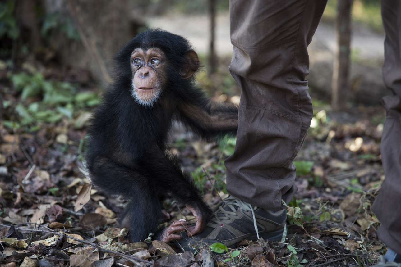 Η μόλις δέκα μηνών Σούμπα μένει για πρώτη φορά λίγο μόνη μετά την πρόσφατη άφιξη της στο κέντρο. Για τρεις μήνες η Σούμπα θα είναι σε καραντίνα από τους υπόλοιπους χιμπατζήδες και το προσωπικό και θα τη φροντίζει αποκλειστικά ένας εθελοντής