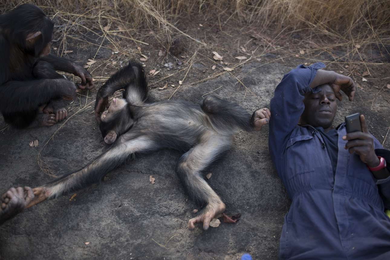 Ενας φροντιστής ακούει μουσική καθώς οι νεαροί χιμπατζήδες δίπλα του παίζουν και χαλαρώνουν, μετά την καθημερινή τους βόλτα στη σαβάνα