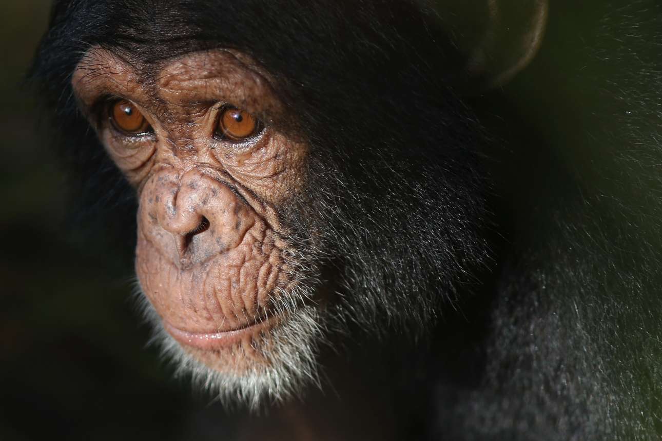 Πορτρέτο ενός θηλυκού χιμπατζή με το όνομα Μίσι