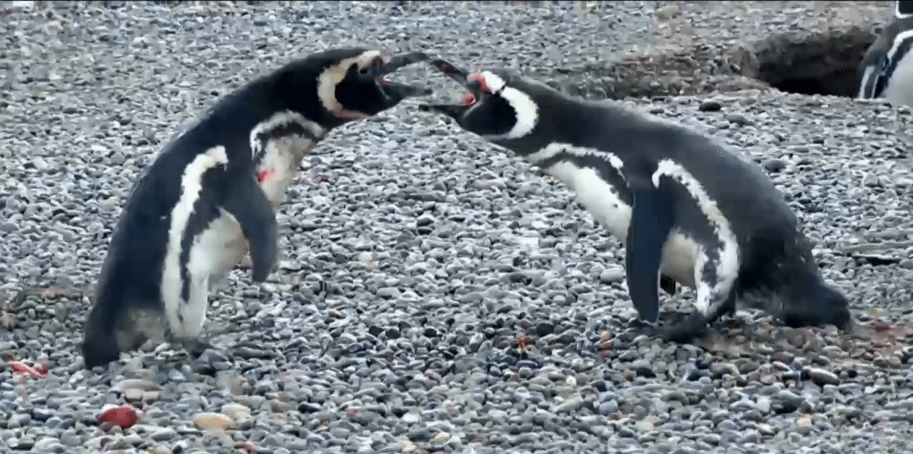 «Κερατωμένος» πιγκουίνος γίνεται σταρ στο Twitter