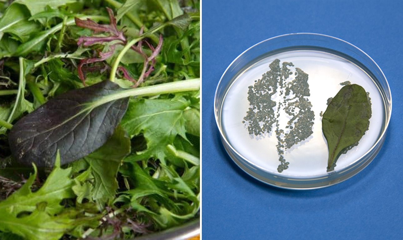 Συσκευασμένες σαλάτες, ένα κρυφό «γήπεδο» για τη σαλμονέλα