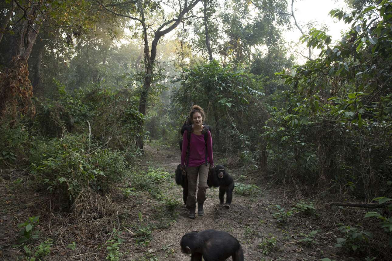 Μια γαλλίδα εθελόντρια επιστρέφει εξαντλημένη μετά την πεζοπορία της παρέα με τέσσερις χιμπατζήδες. Τα νεαρά ζώα βρίσκονται στα αρχικά στάδια της ανεξαρτητοποίησης τους και αναζητούν συνέχεια επιβεβαίωση από τους φροντιστές τους, κατά τη διάρκεια των καθημερινών τους εξορμήσεων