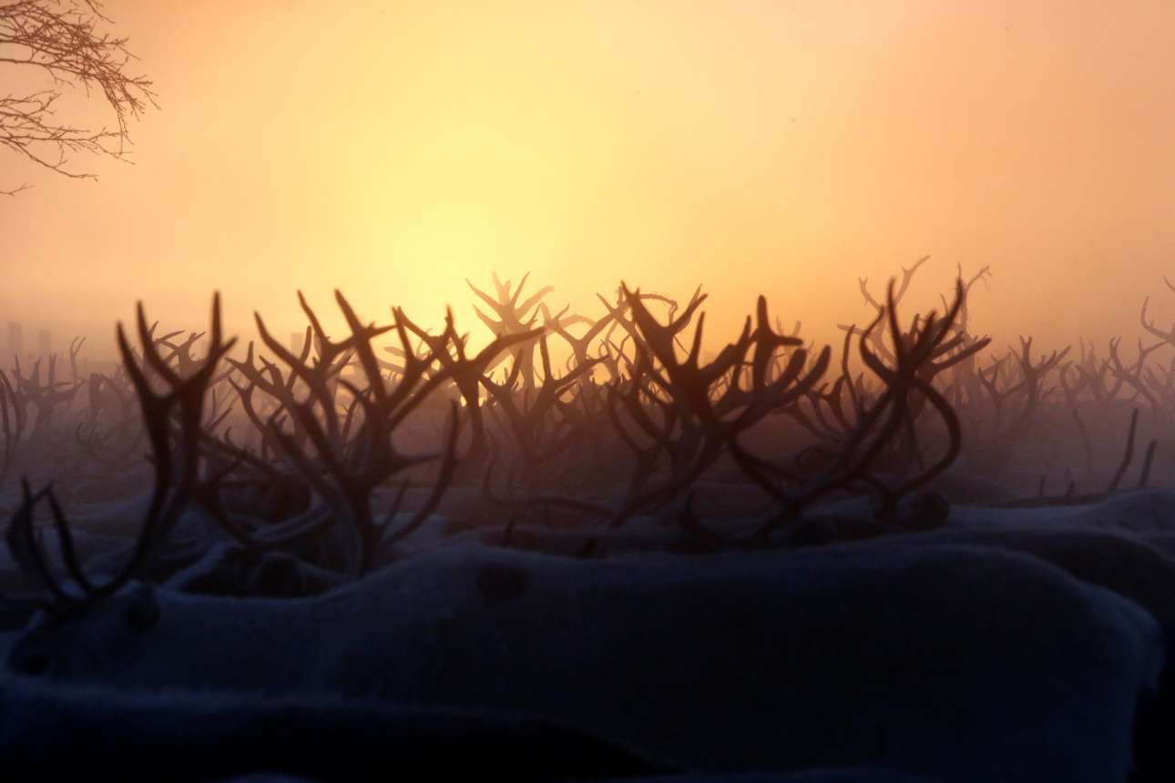 Ολα μαζί, τα επιβλητικά ζώα και τα κέρατά τους που λούζονται από το λιγοστό φως του χειμωνιάτικου ήλιου της Σιβηρίας δημιουργούν μαγευτικές εικόνες