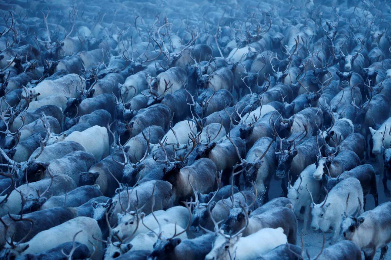 Ενα κοπάδι ταράνδων στην περιοχή Κρασνόγιε, στην αυτόνομη περιφέρεια Νένετς, στη βόρεια Ρωσία. Εχει πέσει πολύ χιόνι και το θερμόμετρο δείχνει -40 βαθμούς Κελσίου