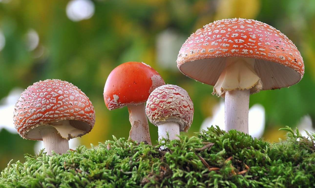 «Μαγικά μανιτάρια» για καλύτερη ζωή καρκινοπαθών