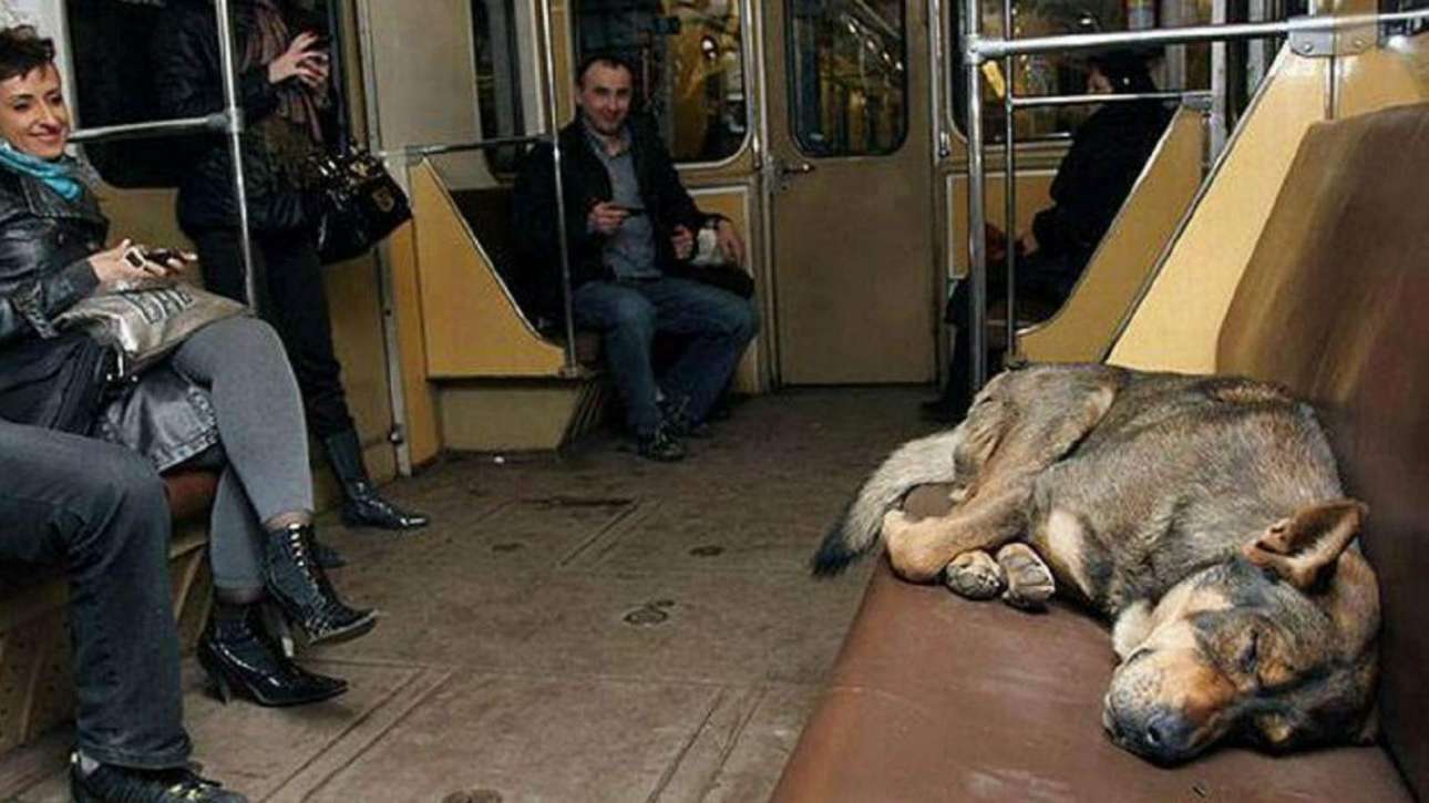 Θα έχουμε βαγόνια στο Μετρό αποκλειστικά για ανθρώπους με σκύλους;