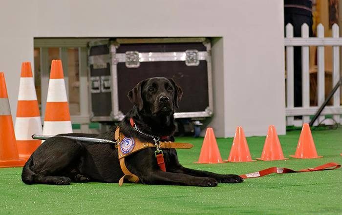 Διαδικτυακός ξεσηκωμός για τη φόλα σε σκύλο – οδηγό τυφλών