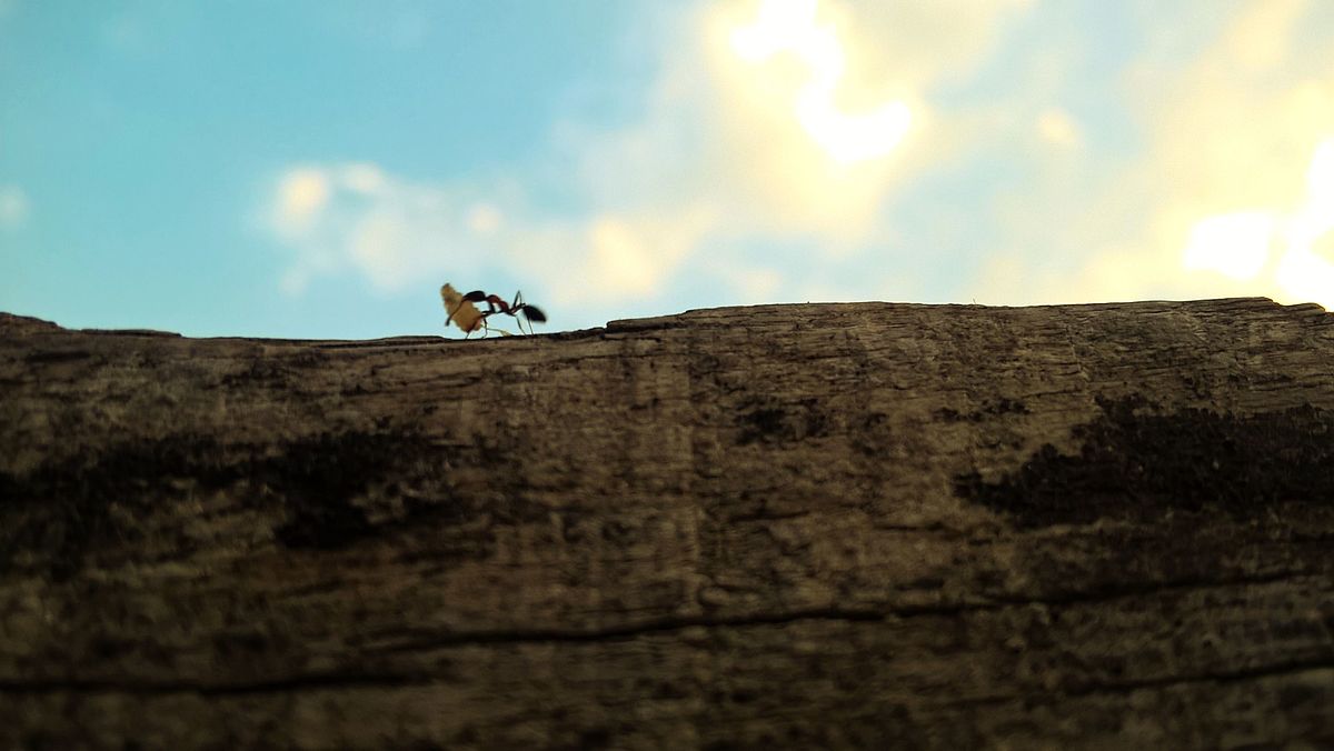 Πώς βρίσκουν τον δρόμο τους τα μυρμήγκια – και άλλες μυρμηγκολογίες