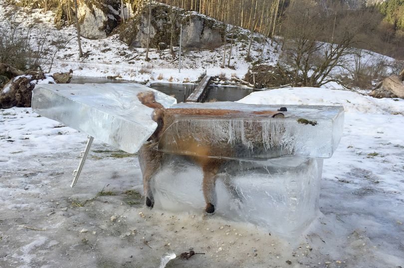 Fox-frozen-in-Donau-river