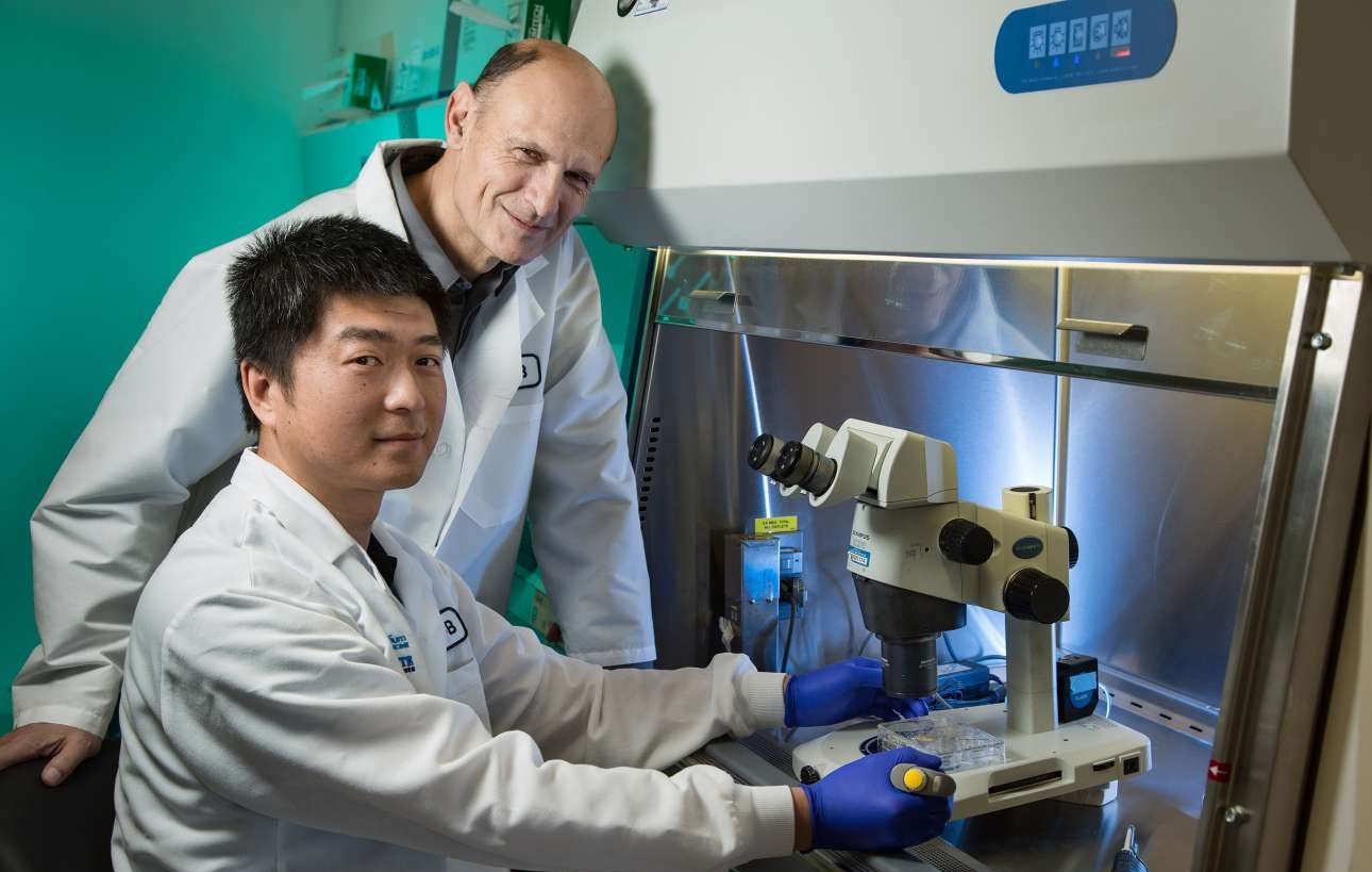 Πρώτη «χίμαιρα» από ανθρώπο – χοίρο δημιουργήθηκε σε μελέτη ορόσημο