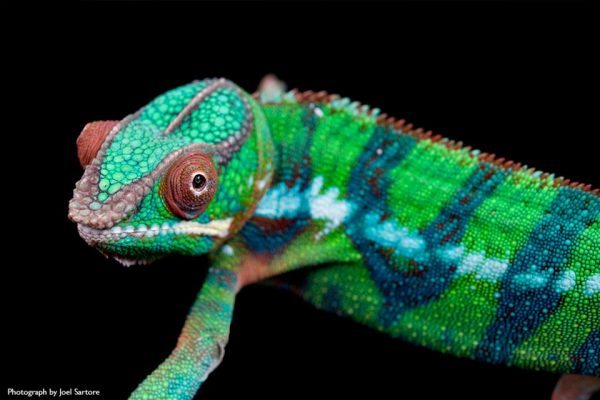 SARTOR_panther_chameleon