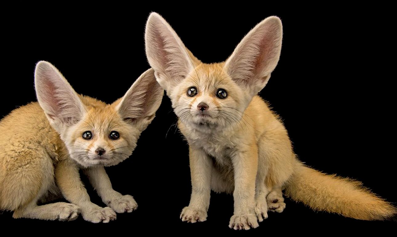 Φωτογραφίζει άγρια ζώα για να τα σώσει