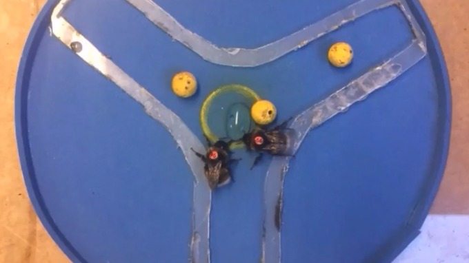 Ιδού οι μέλισσες… Μέσι!