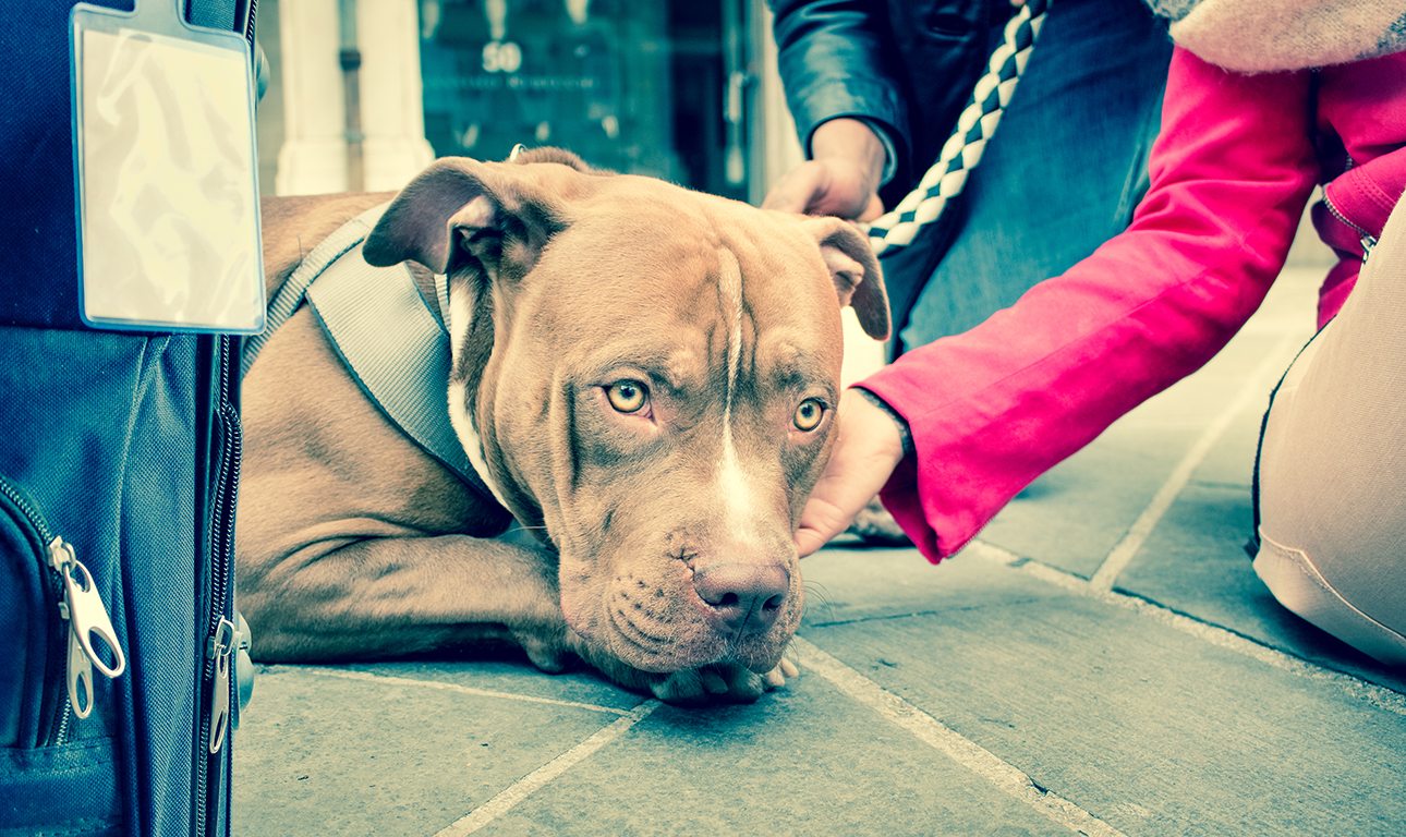Μα πόσο κόπανος πια; Το σκυλί σας (μπορεί να) το κρίνει