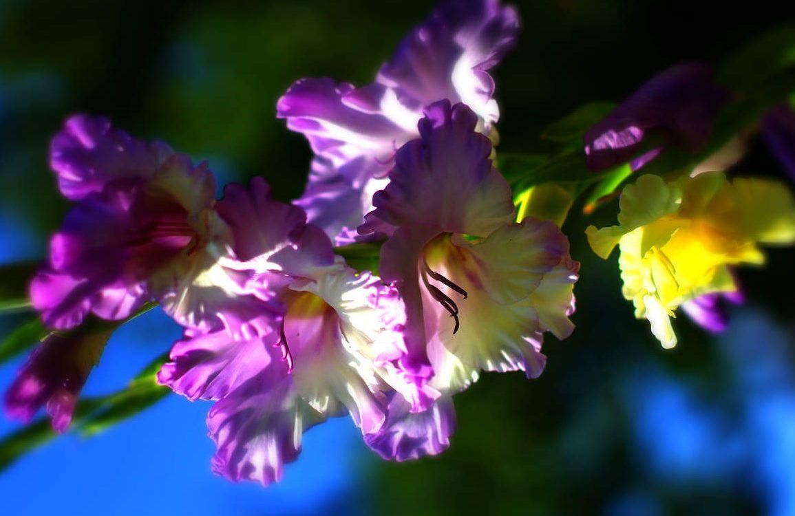 Ωραίες μου γλαδιόλες