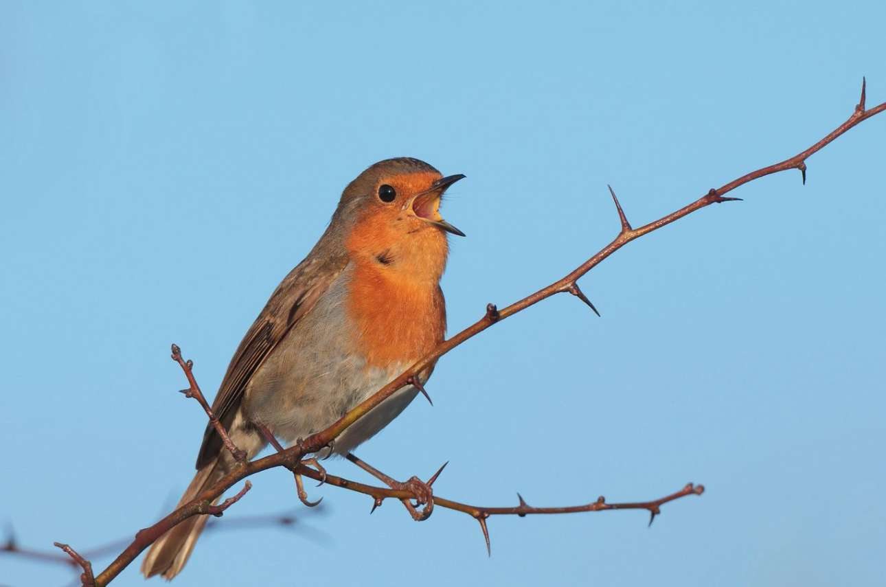 Πολιτική της ατάκας