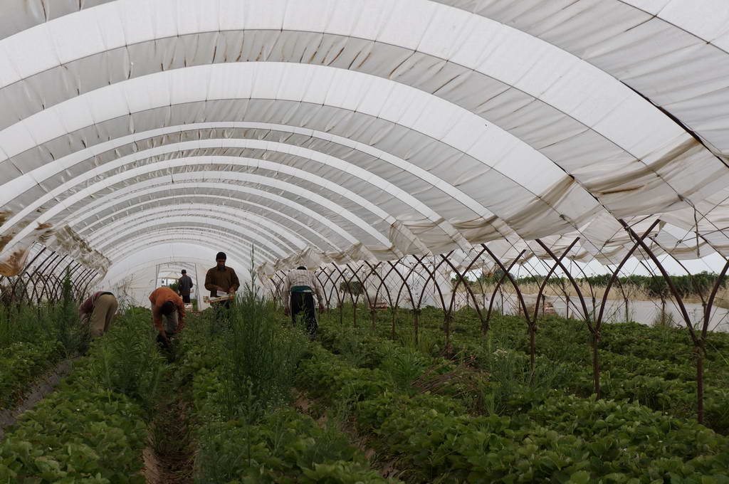 Δικαίωση των μεταναστών για τις «ματωμένες φράουλες» της Μανωλάδας