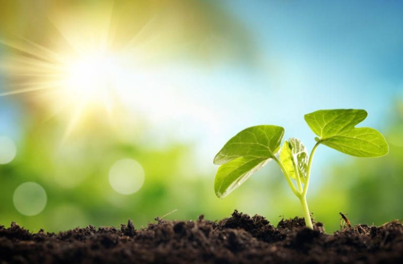 Φωτοσύνθεση-Η μαγειρική των… φυτών από το ΠΙΟΠ