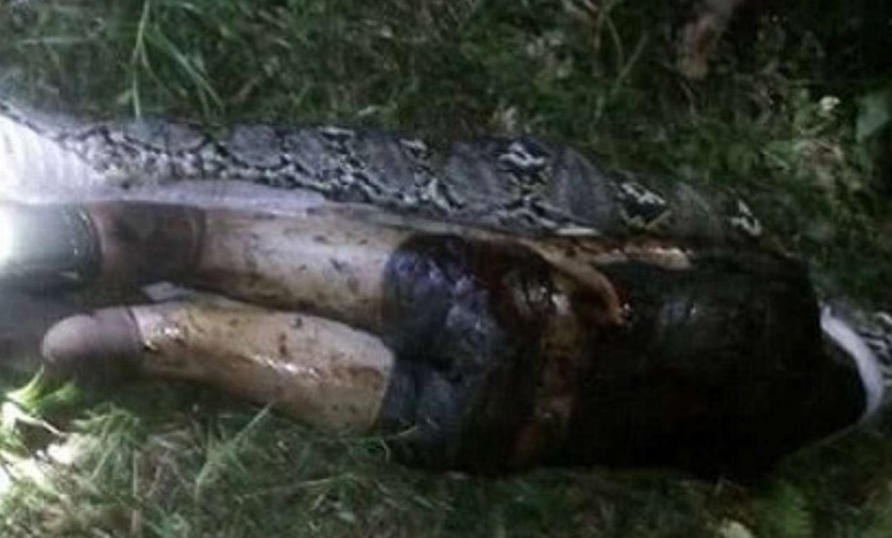 Φρίκη: Πύθωνας καταβρόχθισε άνθρωπο στην Ινδονησία