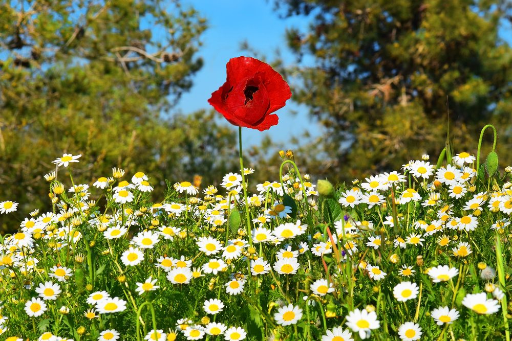 Πόσα λιβάδια χαραμίζουμε…