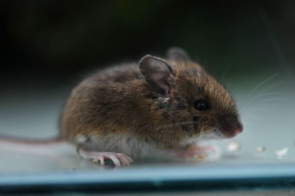 Πώς ένα ποντίκι «κόστισε» στη British Airways σχεδόν 290.000 ευρώ!