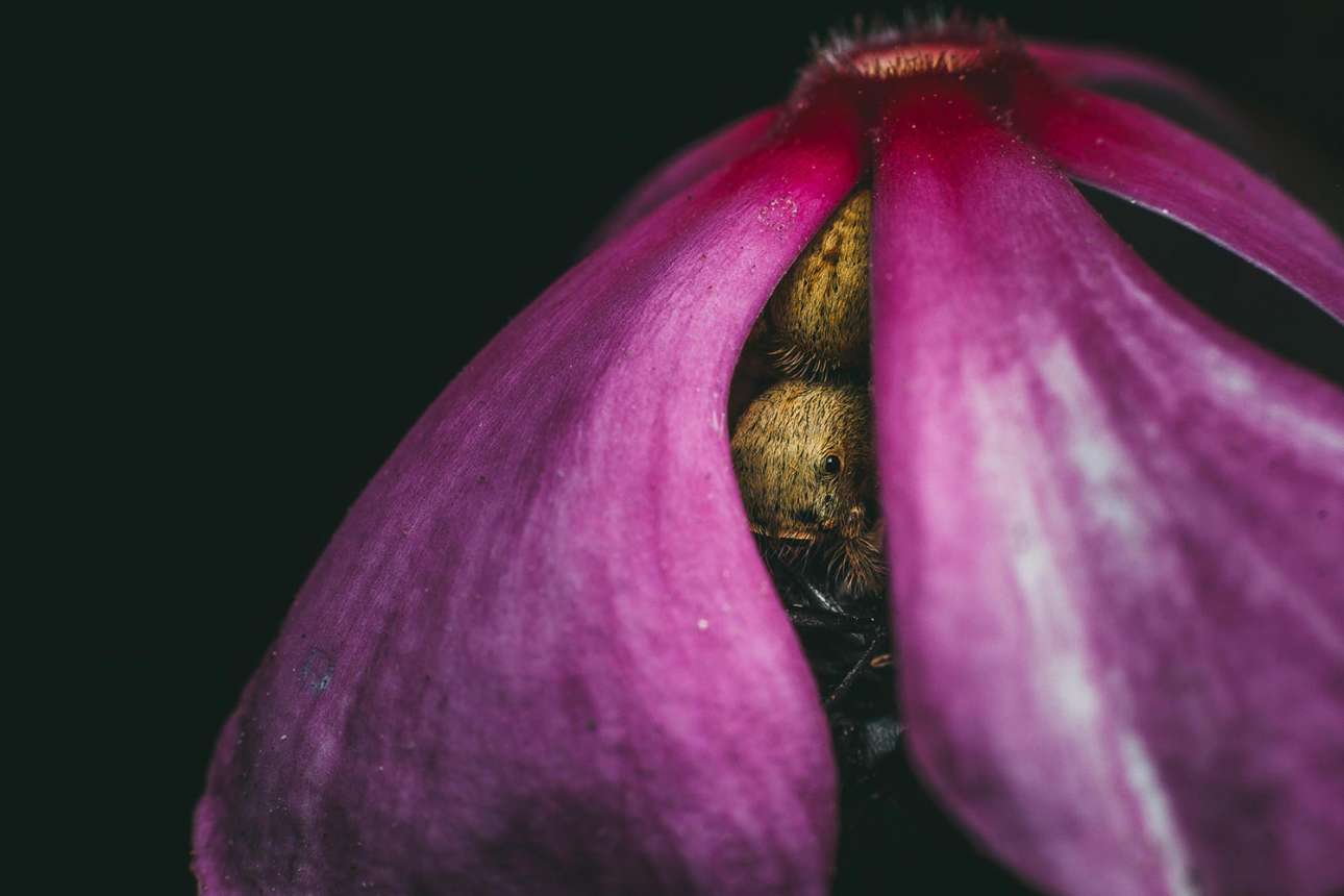 Η κρυφή δολοφονία/ «Μια αράχνη, μαζί με το θήραμά της (μία μύγα), κρύβεται κάτω από τα πέταλα ενός λουλουδιού στην Μαδαγασκάρη»