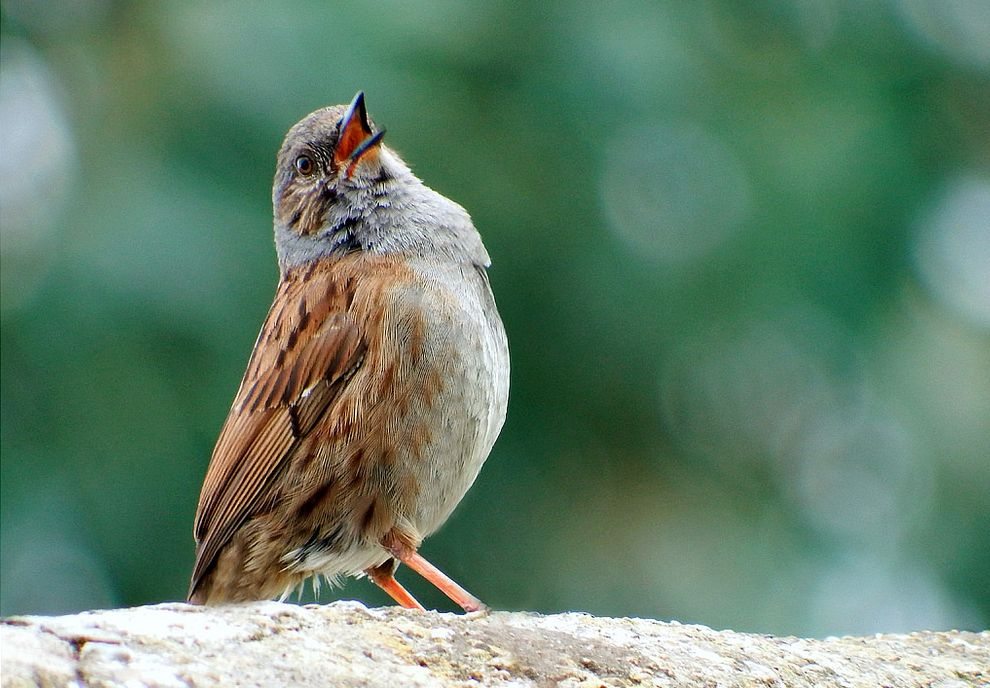 Ζεις χωρίς τραγούδια;