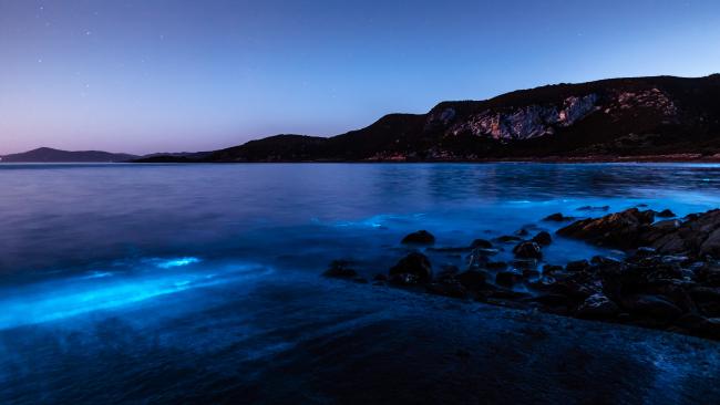 Τα «φωτορυθμικά» της θάλασσας άναψαν στην Τασμανία