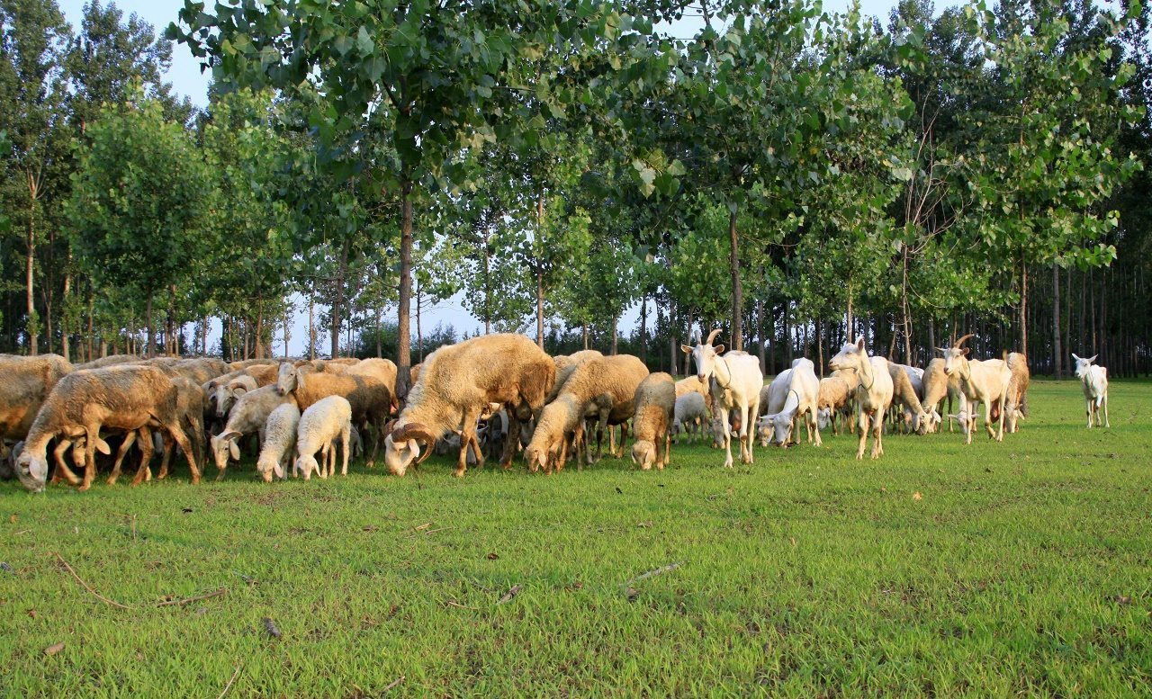 Η φέτα που διχάζει – πώς όμως πριν, την κακοποιεί η ίδια η Ελλάδα