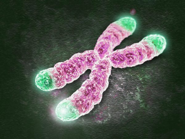 telomeres_stanford_university