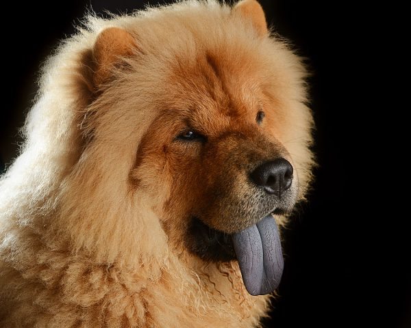 1125px-03_Bokeh_the_Chow
