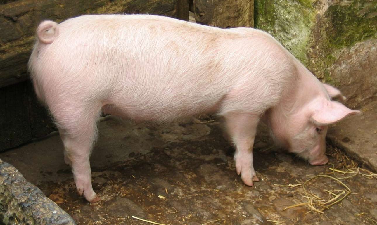 Μοσχεύματα από χοίρους σώζουν τη ζωή παιδιών