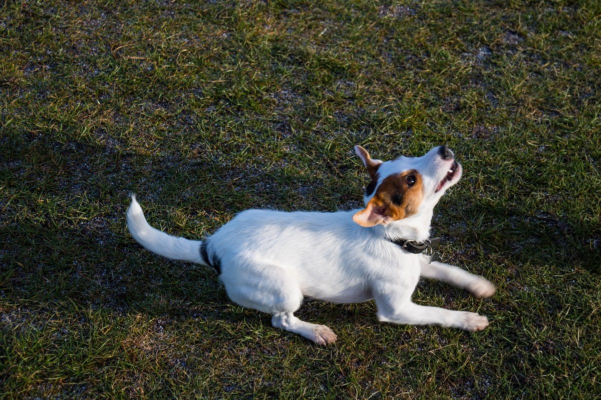 Αντίο φίλε μου