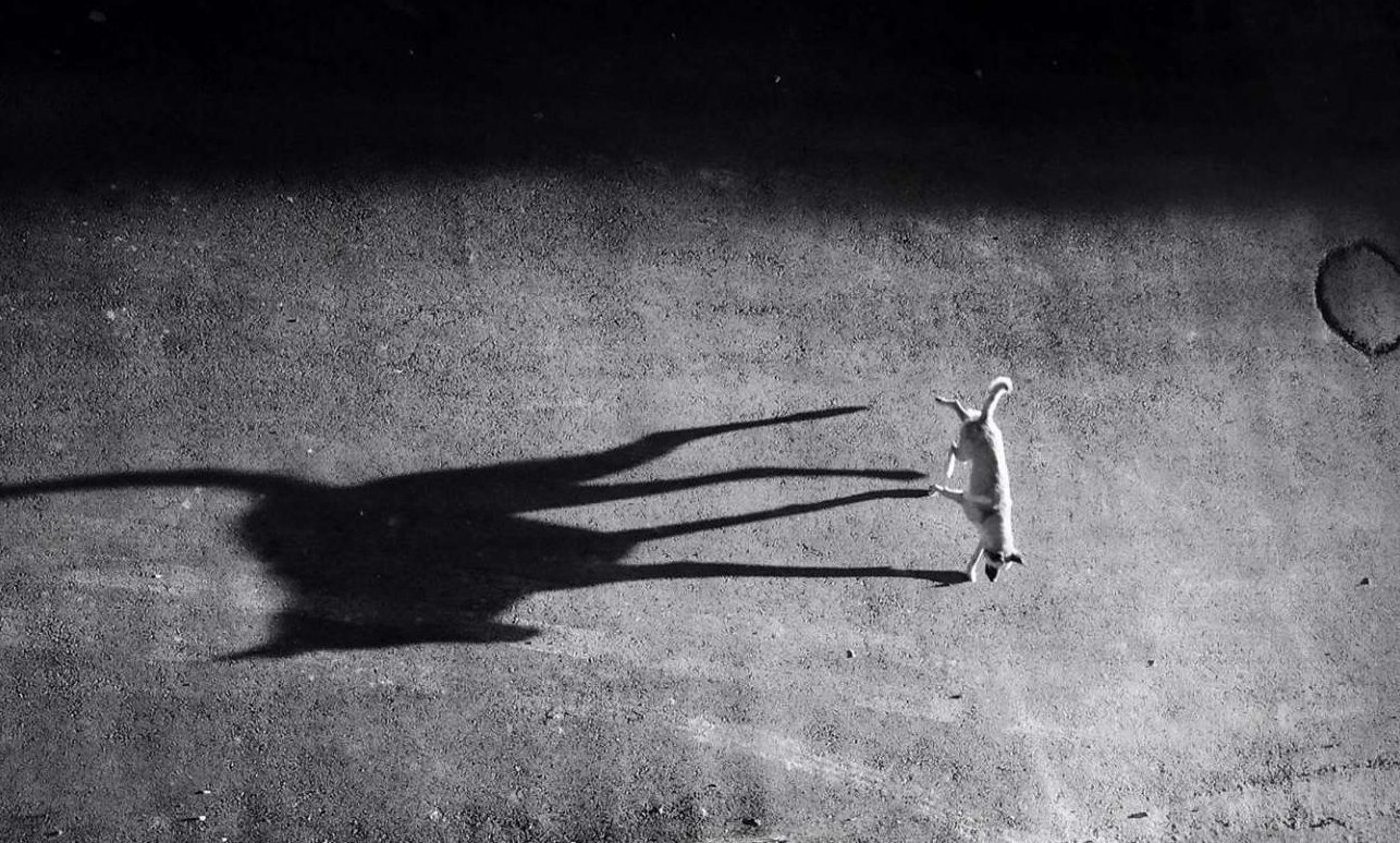 Η νύχτα των αδέσποτων ζώων