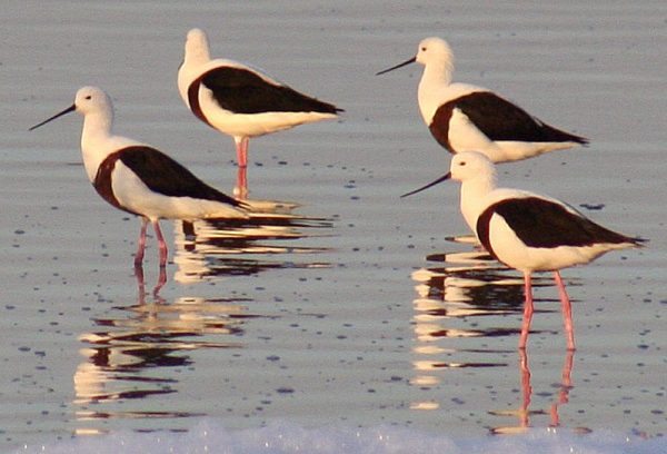 Banded_stilts_Governors_Lake_Rottnest_Island_Wikipedia