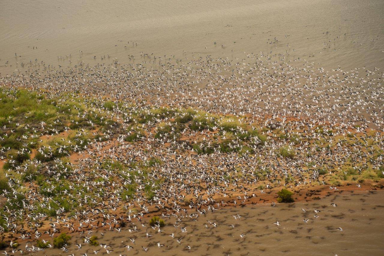 Αυστραλία: Οι καταιγίδες έφεραν χιλιάδες πτηνά
