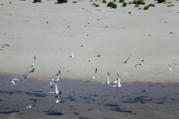 birds_glaronia_Kaspias_Department of Parks and Wildlife Kimberley Strategy_FB