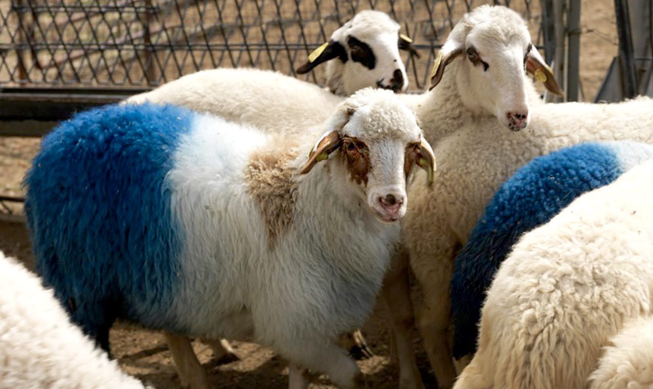 Ο γάμος στο Ζάππειο, η documenta και η βλαχιά