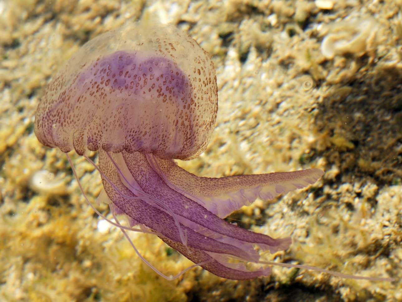 Pelagia_noctiluca_(Sardinia) _Hans Hillewaert