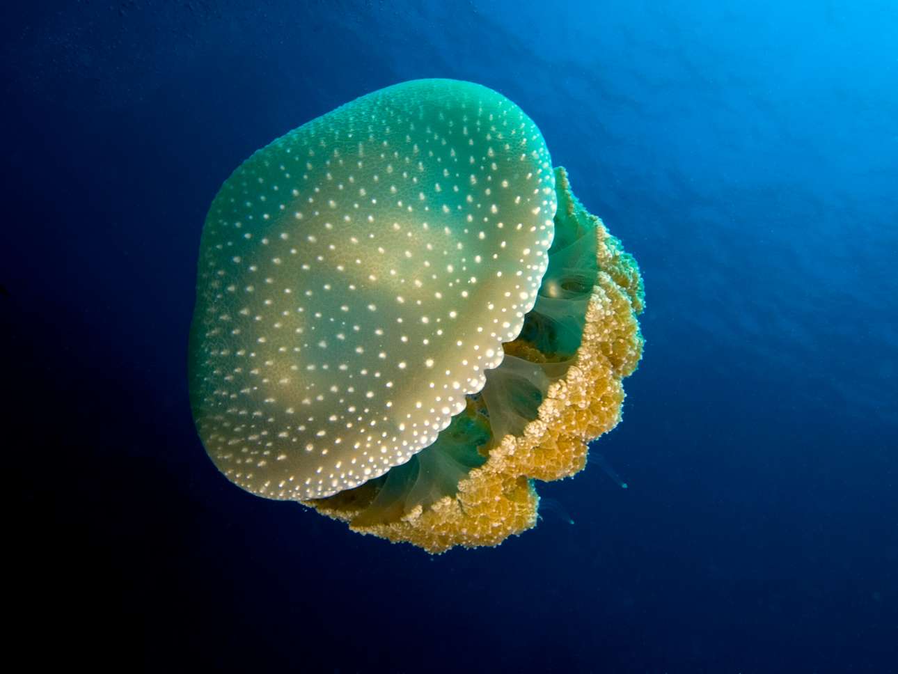 Phyllorhiza_punctata_(White-spotted_jellyfish)_edit (1)